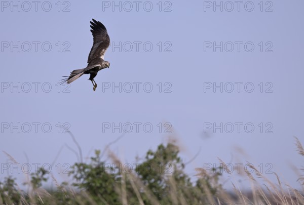 Male marsh harrier (Circus aeruginosus) flying over reeds, Texel, North Holland, Netherlands