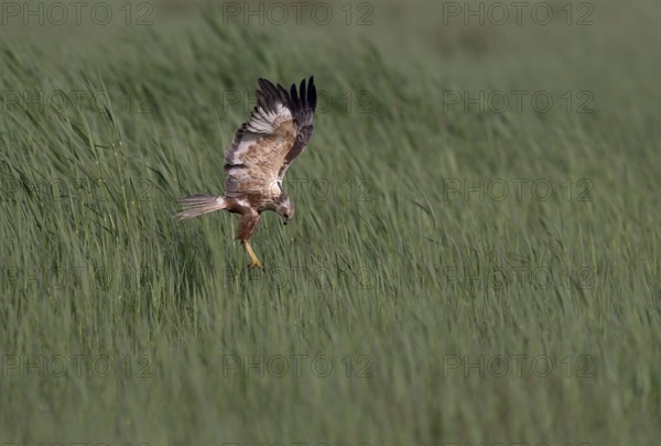 Male marsh harrier (Circus aeruginosus) in shaking flight over green reeds, Texel, North Holland, Netherlands