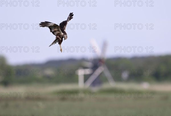 Male marsh harrier (Circus aeruginosus) in shaking flight with a small windmill in the background, Texel, North Holland, Netherlands
