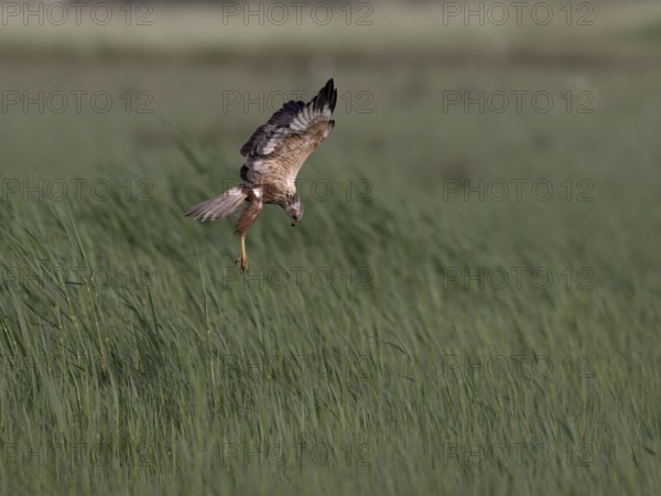Male marsh harrier (Circus aeruginosus) in shaking flight over green reeds, Texel, North Holland, Netherlands