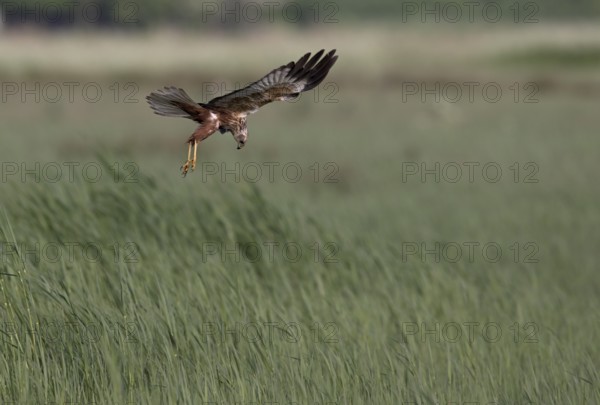 Male marsh harrier (Circus aeruginosus) in shaking flight over green reeds, Texel, North Holland, Netherlands