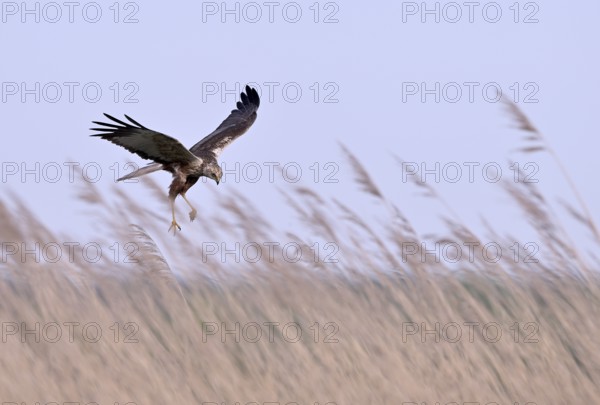 Male marsh harrier (Circus aeruginosus) with prey in the catch flies over reeds, Texel, North Holland, Netherlands