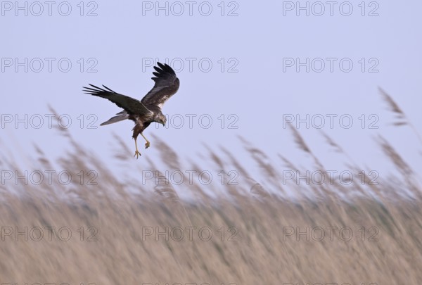 Male marsh harrier (Circus aeruginosus) with prey in the catch flies over reeds, Texel, North Holland, Netherlands