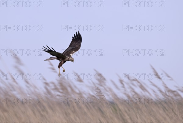 Male marsh harrier (Circus aeruginosus) with prey in the catch flies over reeds, Texel, North Holland, Netherlands