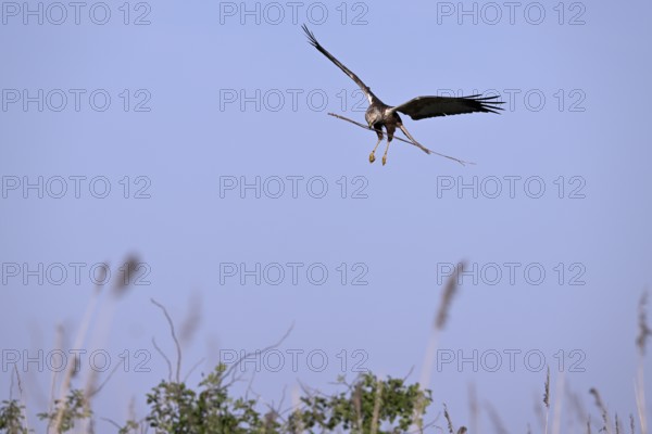 Male marsh harrier (Circus aeruginosus) landing with a twig in its beak), Texel, North Holland, Netherlands