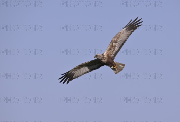 Flying male marsh harrier (Circus aeruginosus), Texel, North Holland, Netherlands