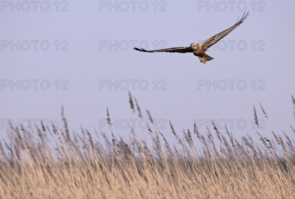 Male marsh harrier (Circus aeruginosus) flying over reeds, Texel, North Holland, Netherlands