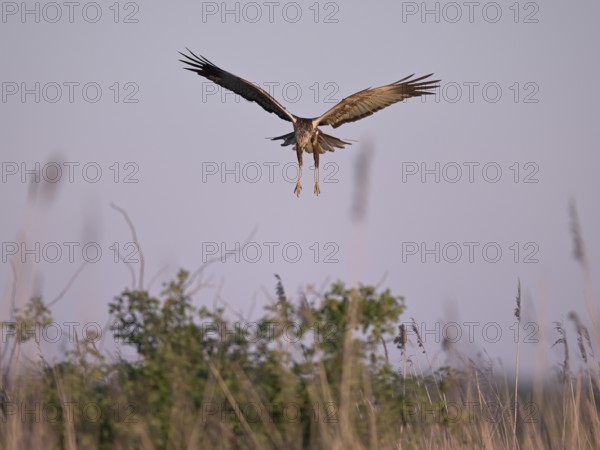 Landing approach of a male marsh harrier (Circus aeruginosus), Texel, North Holland, Netherlands