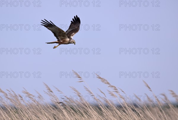 Male marsh harrier (Circus aeruginosus) flying over reeds, Texel, North Holland, Netherlands