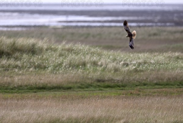 Marsh harrier (Circus aeruginosus) flying over grassland. Texel, North Holland, Netherlands