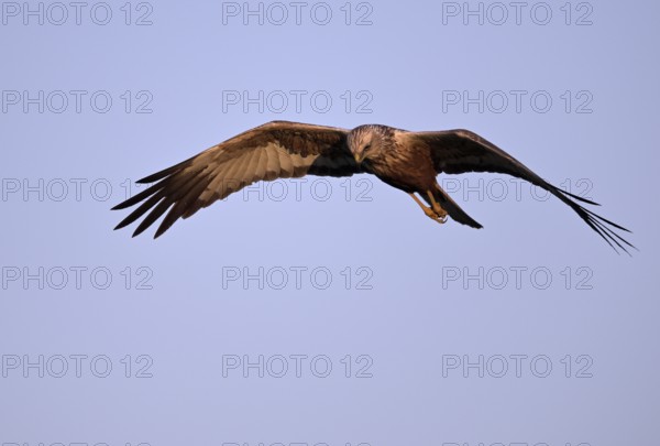 Flying male marsh harrier (Circus aeruginosus), Texel, North Holland, Netherlands