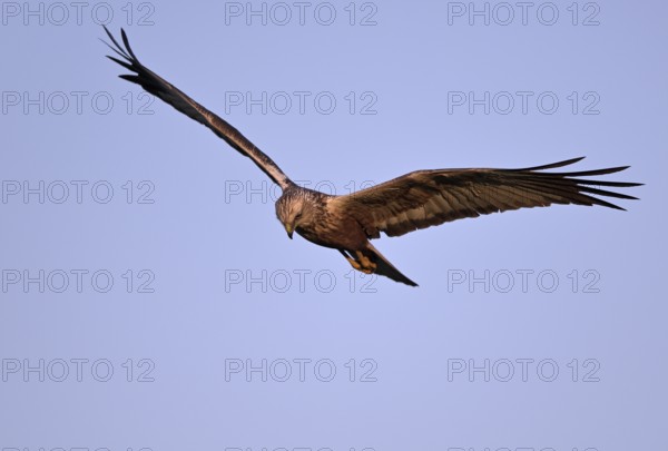 Flying male marsh harrier (Circus aeruginosus), Texel, North Holland, Netherlands