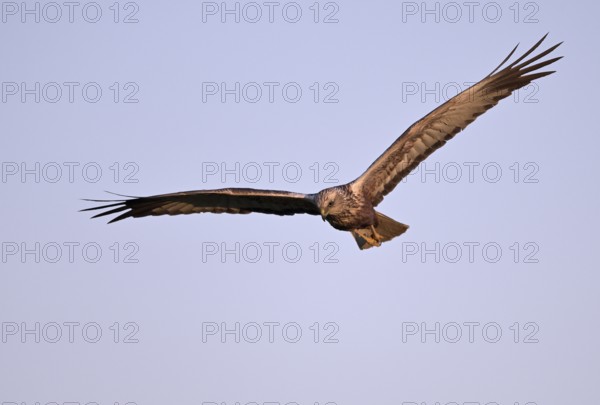 Flying male marsh harrier (Circus aeruginosus), Texel, North Holland, Netherlands
