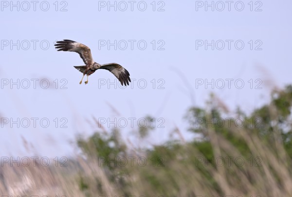 Male marsh harrier (Circus aeruginosus) with prey in the catch flies over reeds, Texel, North Holland, Netherlands