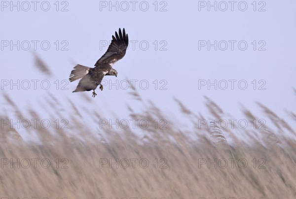 Male marsh harrier (Circus aeruginosus) with prey in the catch flies over reeds, Texel, North Holland, Netherlands