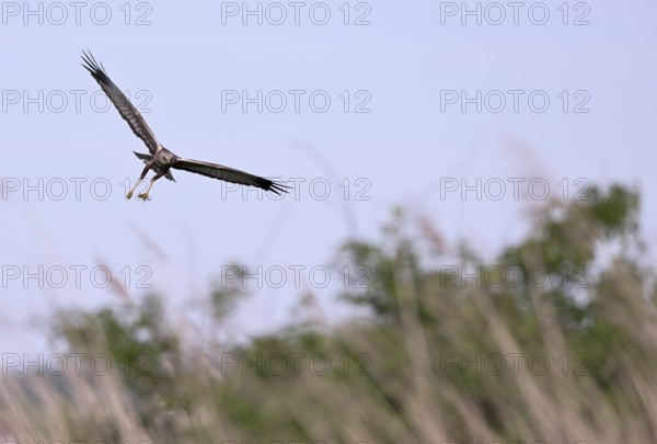 Male marsh harrier (Circus aeruginosus) with prey in the catch flies over reeds, Texel, North Holland, Netherlands