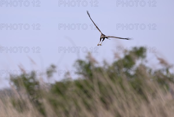 Male marsh harrier (Circus aeruginosus) with prey in the catch flies over reeds, Texel, North Holland, Netherlands