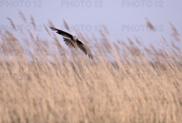 Female marsh harrier (Circus aeruginosus) flying over reeds, Texel, North Holland, Netherlands