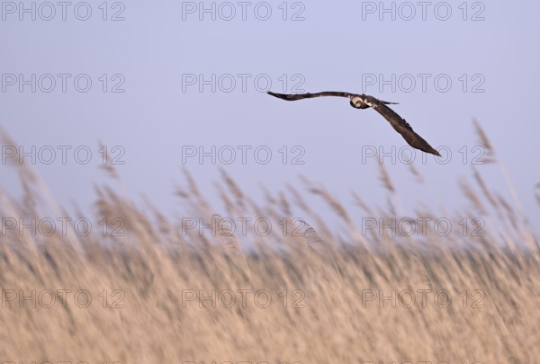 Female marsh harrier (Circus aeruginosus) flying over reeds, Texel, North Holland, Netherlands
