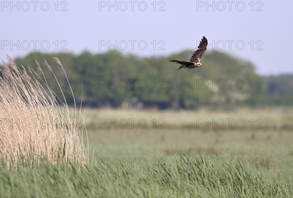 Female marsh harrier (Circus aeruginosus) flying over reeds, Texel, North Holland, Netherlands
