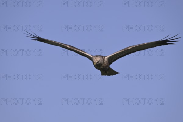 Marsh harrier (Circus aeruginosus), Texel, North Holland, Netherlands