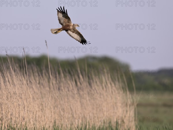 Male marsh harrier (Circus aeruginosus) flying over reeds, Texel, North Holland, Netherlands