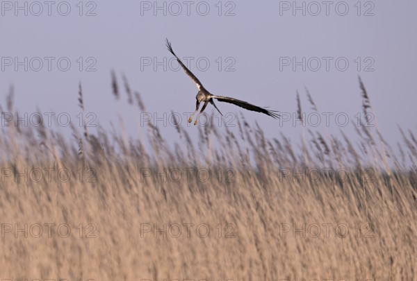 Male marsh harrier (Circus aeruginosus) flying over reeds, Texel, North Holland, Netherlands
