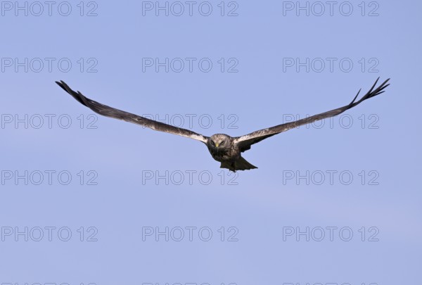 Frontal approaching male marsh harrier (Circus aeruginosus), Texel, North Holland, Netherlands