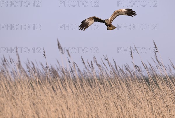 Male marsh harrier (Circus aeruginosus) flying over reeds, Texel, North Holland, Netherlands