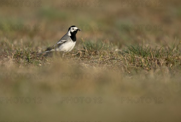 White wagtail (Motacilla alba) with insect in beak, Texel, North Holland, Netherlands