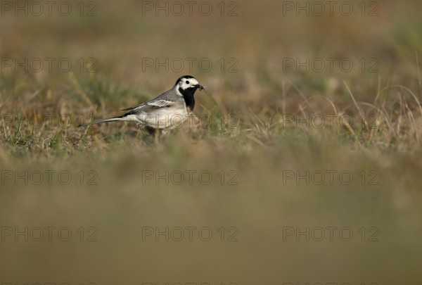 White wagtail (Motacilla alba) with insect in beak, Texel, North Holland, Netherlands