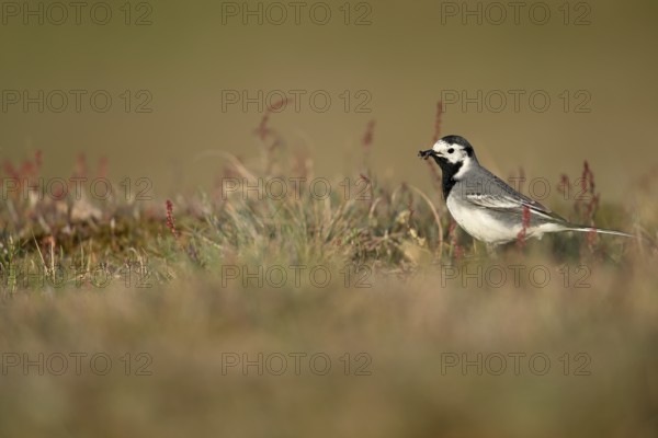 White wagtail (Motacilla alba) with insect in beak, Texel, North Holland, Netherlands