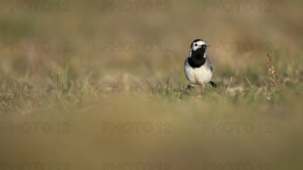 White wagtail (Motacilla alba) with insect in beak, Texel, North Holland, Netherlands