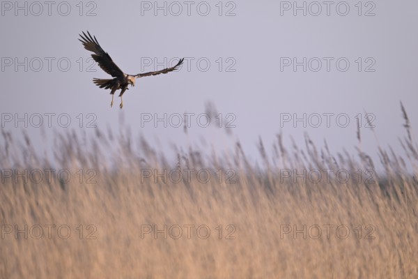 Calling female marsh harrier (Circus aeruginosus) in flight over reeds, Texel, North Holland, Netherlands