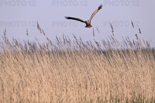 Male marsh harrier (Circus aeruginosus) flying over reeds, Texel, North Holland, Netherlands