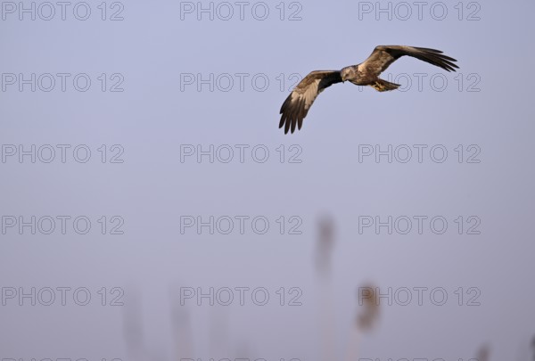Male marsh harrier (Circus aeruginosus) flying over reeds, Texel, North Holland, Netherlands