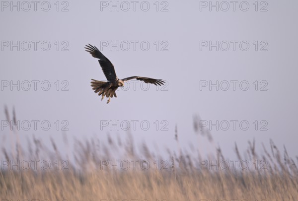 Calling female marsh harrier (Circus aeruginosus) in flight over reeds, Texel, North Holland, Netherlands