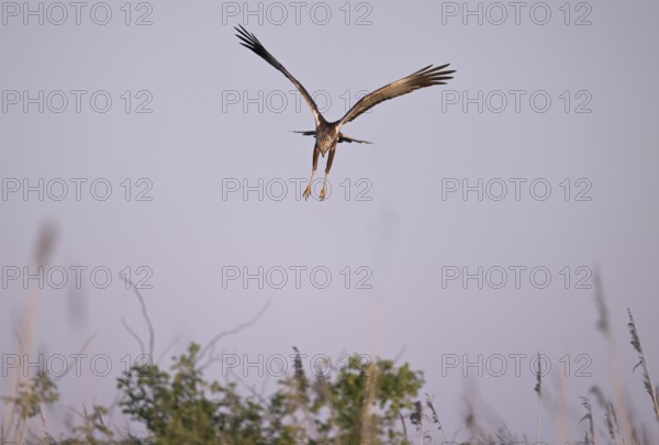 Landing approach of a male marsh harrier (Circus aeruginosus), Texel, North Holland, Netherlands