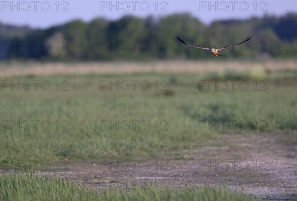 Male marsh harrier (Circus aeruginosus) flying over a meadow, Texel, North Holland, Netherlands