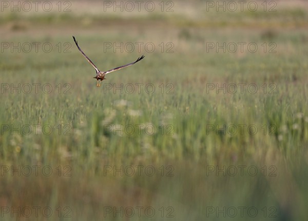 Flying male marsh harrier (Circus aeruginosus) over grassland, Texel, North Holland, Netherlands