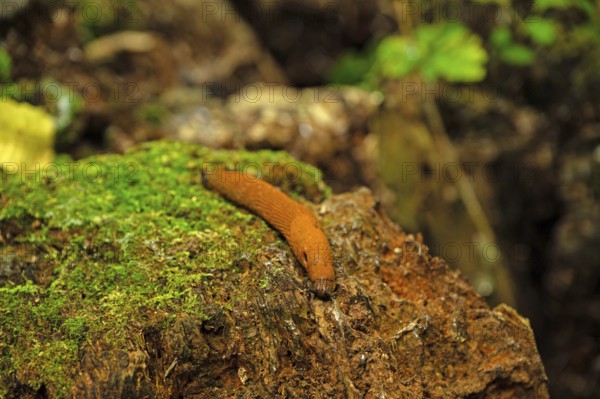 Brown nudibranch in a forest on a tree stump with moss, Thuringia, Germany
