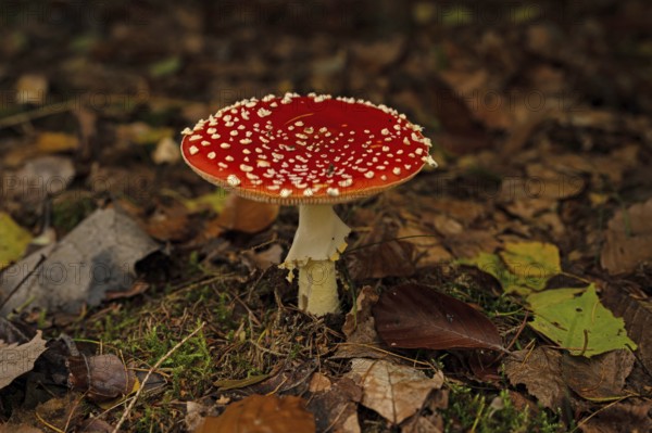 Fly agaric in the Thuringian Forest in autumn, Amanita muscaria, poisonous, Thuringia, Germany