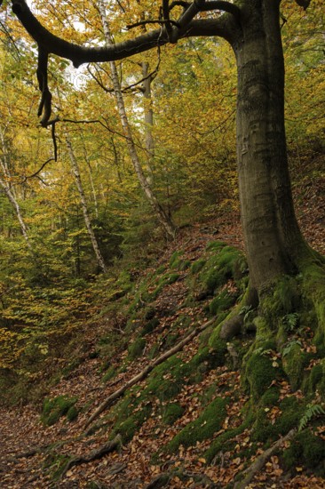 Old tree with mossy roots in the Thuringian Forest in autumn, Bad Tabarz, Thuringia, Germany