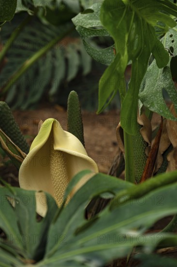 Flowering monstera, window leaf, close-up with bokeh, Spain