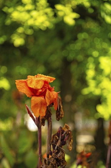 Flowering cane, Canna, almost withered, close-up with bokeh, Andalusia, Spain