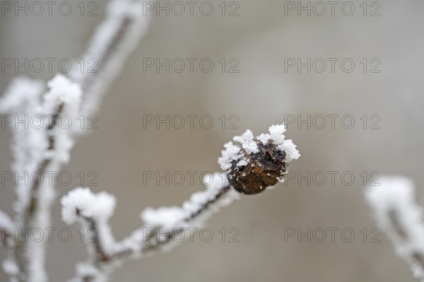 Brown shrivelled rosehip with ice crystals in winter, close-up with bokeh, still life, Erfurt, Thuringia, Germany