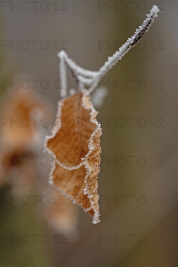 Brown leaf with ice crystals in winter, close-up with bokeh, still life, Erfurt, Thuringia, Germany