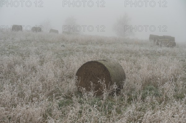Hoarfrost on a field in winter with fog, straw rolls and straw bales, Erfurt, Thuringia, Germany