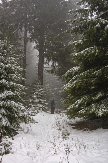 Hiking in a gloomy forest in winter in the Ore Mountains, spruces and snow, Oberwiesenthal, Saxony, Germany