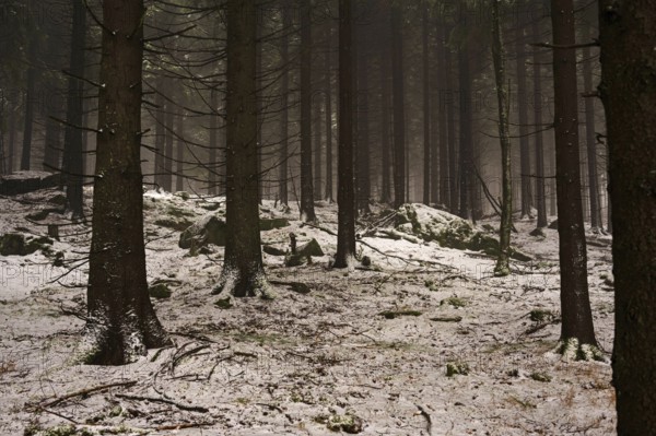 Gloomy forest in winter in the Ore Mountains, spruces and snow, Oberwiesenthal, Saxony, Germany